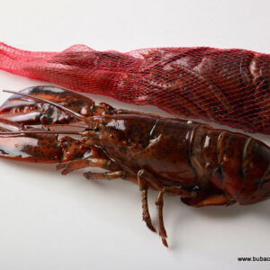 BOGAVANTE