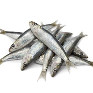 SARDINA